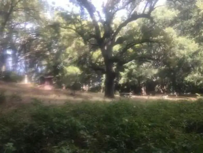 Camping near Redwood Cabin Nestled in the Oaks and Tent Top Cabin in the oaks: White Oaks Campground, Big Sur, California