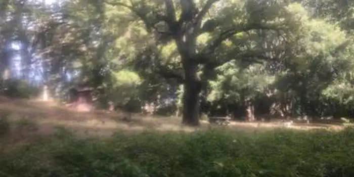 Camper submitted image from White Oaks Campground