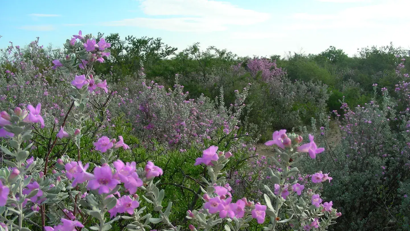 Camper-submitted photo at 277 North Campground — Amistad National Recreation Area near Del Rio, TX