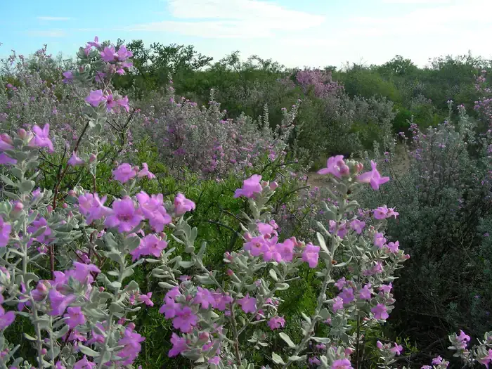 Camper-submitted photo at 277 North Campground — Amistad National Recreation Area near Del Rio, TX