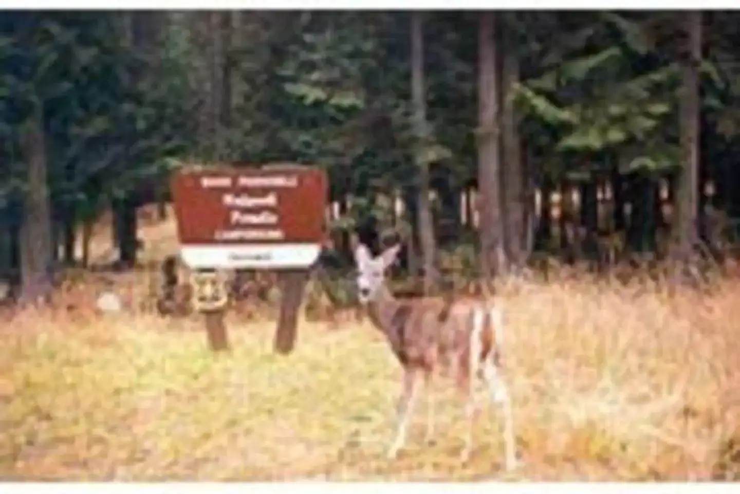 Camper-submitted photo at Sam Owen Camnpground near Cocolalla, ID