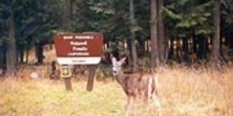 Camper submitted image from Sam Owen Camnpground