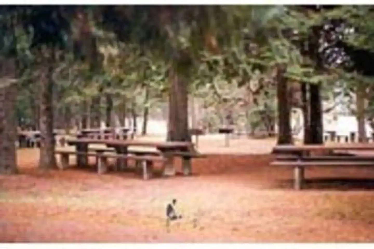 Camper-submitted photo at Sam Owen Camnpground near Cocolalla, ID