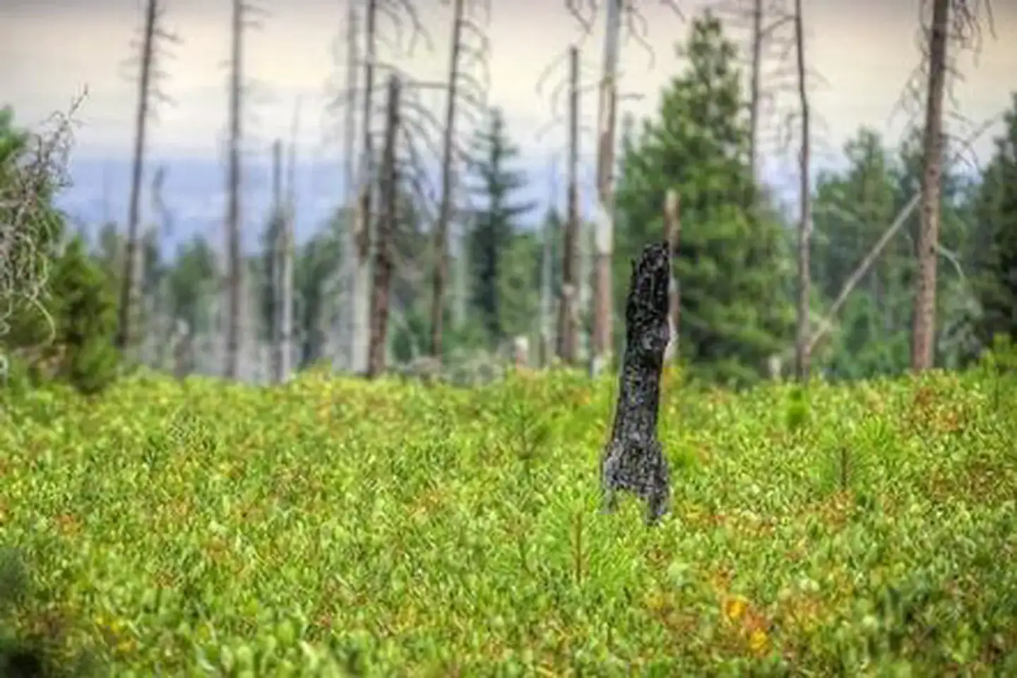 Camper-submitted photo at Cold Springs Campground (OR) near Sisters, OR