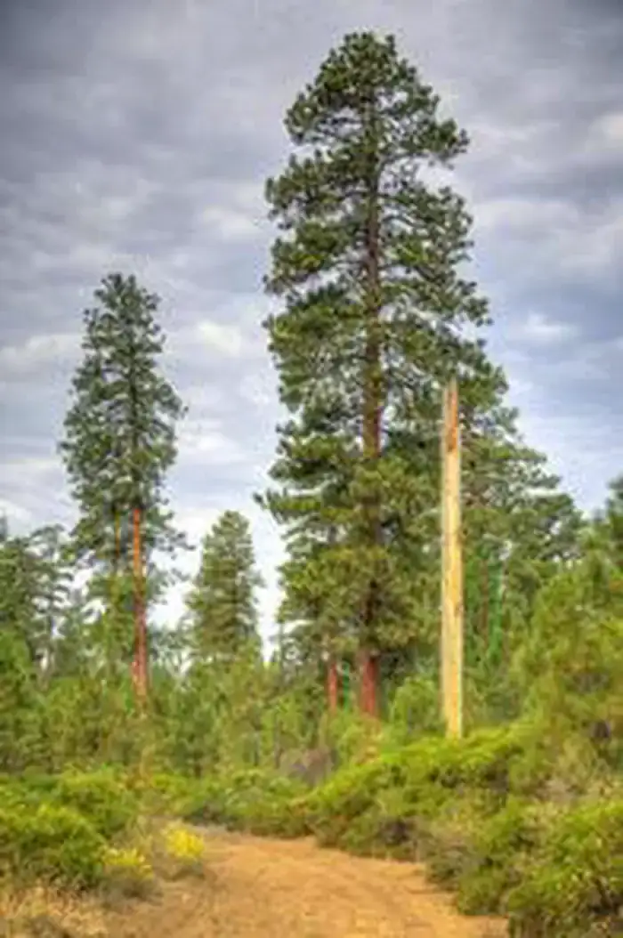 Camper-submitted photo at Cold Springs Campground (OR) near Sisters, OR