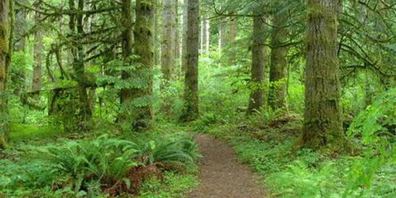 Camper submitted image from Interrorem Cabin