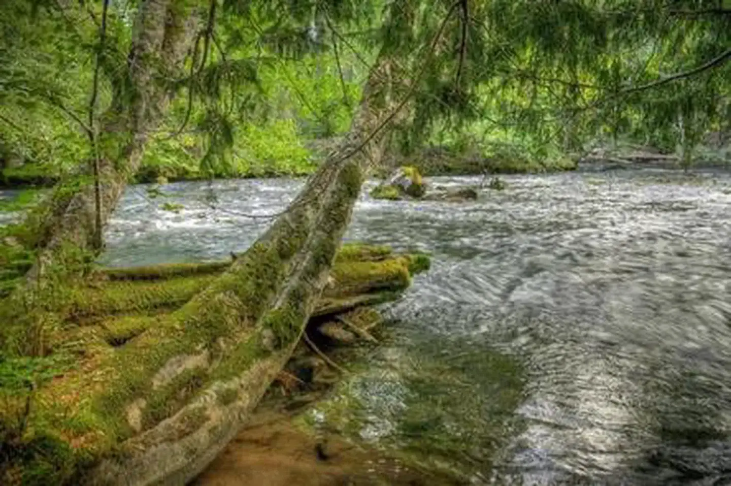 Camping near Walupt Lake Campground: Adams Fork Campground, Packwood, Washington
