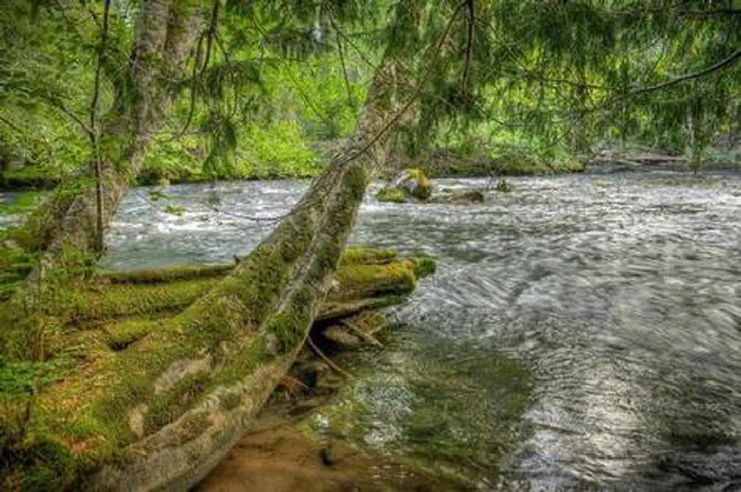 Camper submitted image from Adams Fork Campground - 1