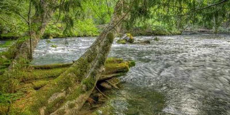 Camper submitted image from Adams Fork Campground