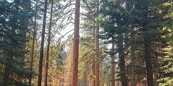 Camper submitted image from Almanor