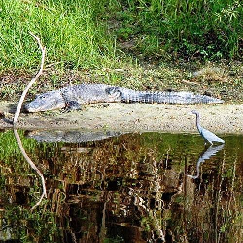 Camper-submitted photo at Thousand Trails Peace River near Sebring, FL