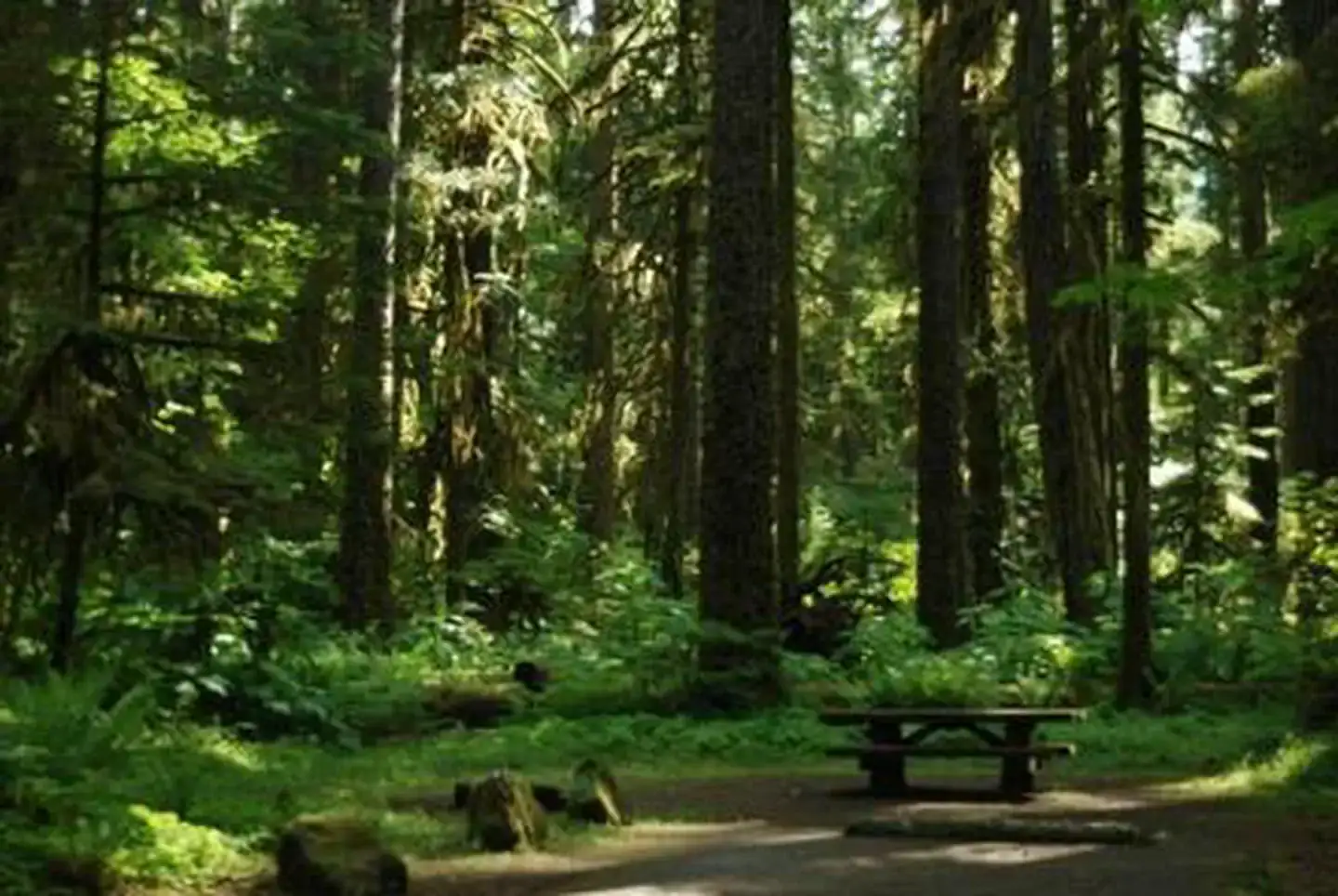 Camper-submitted photo at Iron Creek Campground near Elbe, WA