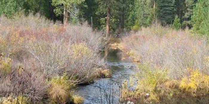 Camper submitted image from Camp 4 Group Campground — Shasta Trinity National Forest
