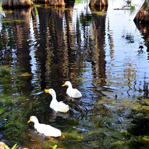 Camper-submitted photo at Winter Garden near Windermere, FL