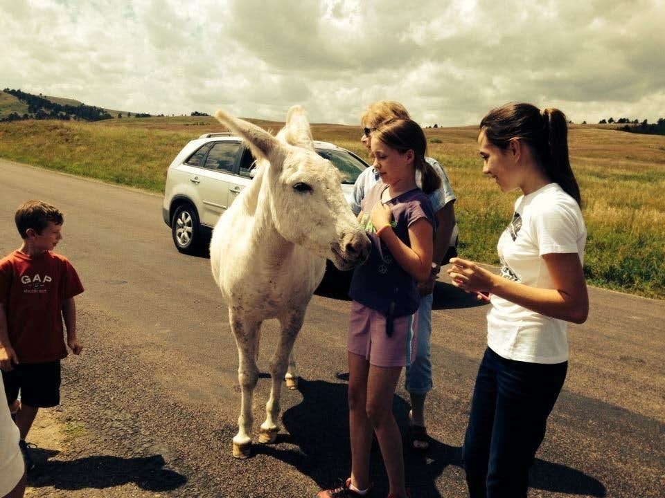 Tetia C.'s photo of camping with a horse at Sylvan Lake Campground — Custer State Park near Lead, SD