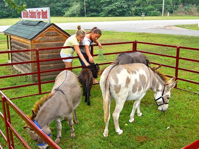 The Dyrt's photo of camping with pets at Twin Mills Camping Resort near Vicksburg, MI