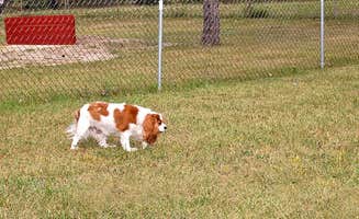 The Dyrt's photo of camping with pets at Thousand Trails St. Clair near Warren, MI