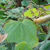 Review photo of Gold Bluffs Beach Campground — Prairie Creek Redwoods State Park by Corinna B., September 24, 2016