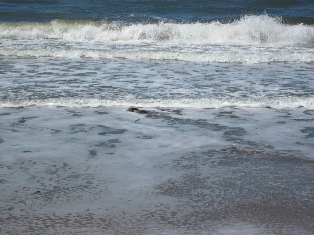 Camper-submitted photo at Santa Cruz Campground — Carpinteria State Beach near Ventura, CA