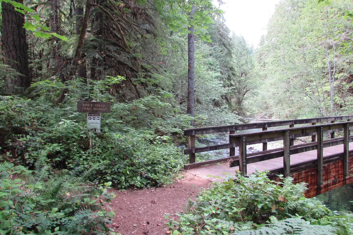 Camping near COE Dorena Reservoir Schwarz Campground: Lund Park Campground — Umpqua National Forest, Dorena, Oregon