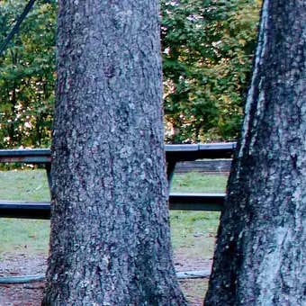 Balsam Mountain Campground — Great Smoky Mountains National Park