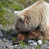 Review photo of Wonder Lake Campground — Denali National Park by Alison G., September 26, 2016
