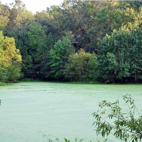 Camper-submitted photo at Thousand Trails The Oaks at Point South near Beaufort, SC