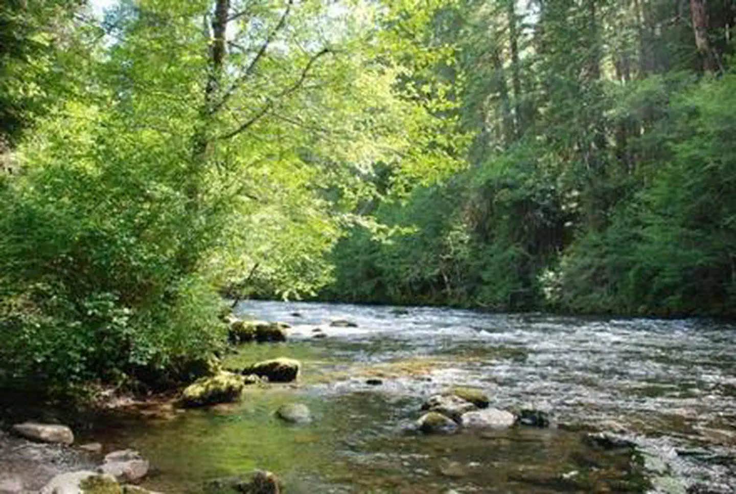 Camper submitted image from Riverside at Detroit Campground - 1