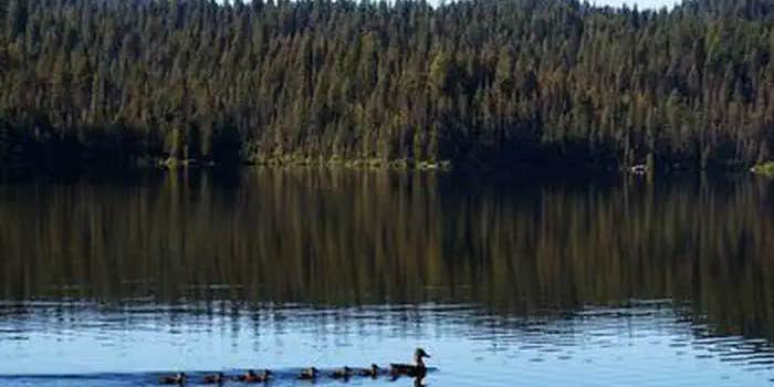 Camper submitted image from Sagehen Creek