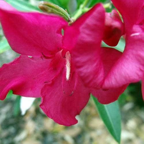 Camper-submitted photo at Thousand Trails Colorado River near La Grange, TX