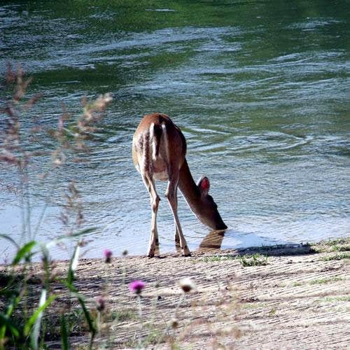 Camper submitted image from Thousand Trails Colorado River - 3