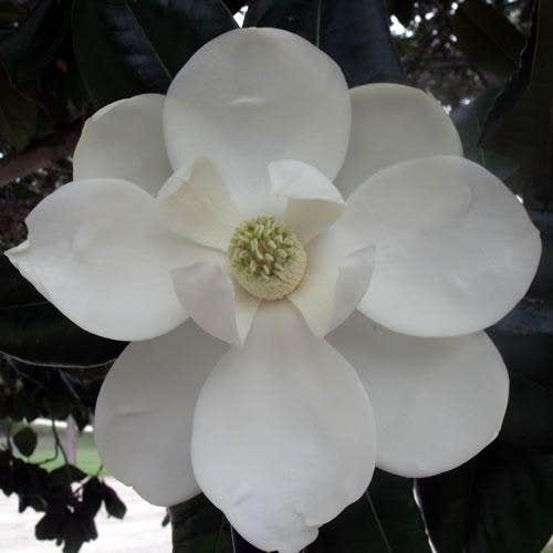 Camper-submitted photo at Thousand Trails Colorado River near La Grange, TX