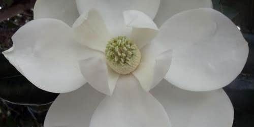 Camper submitted image from Thousand Trails Colorado River