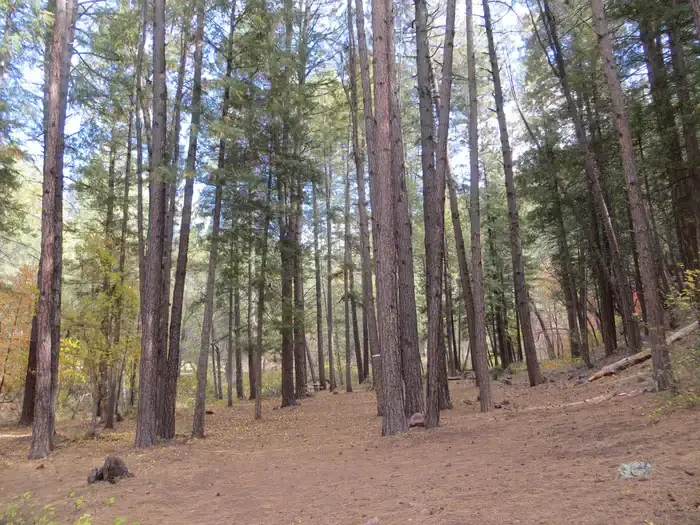 Camper-submitted photo at Christopher Creek near Payson, AZ