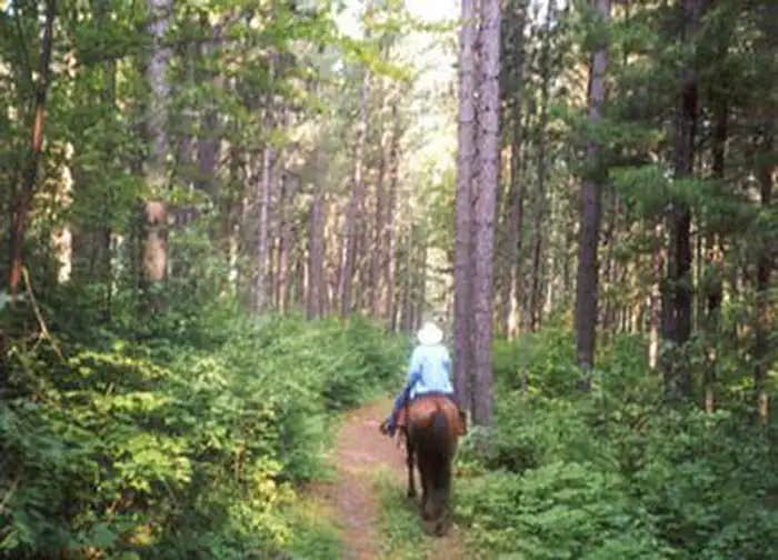 Camper submitted image from Cut Foot Horse Campground - 1