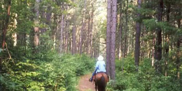 Camper submitted image from Cut Foot Horse Campground