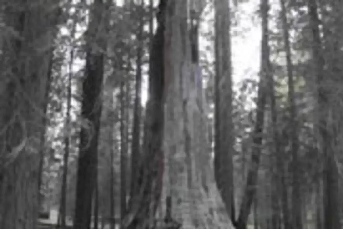 Camper-submitted photo at Princess near Hume, CA