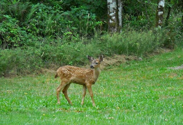 Camper-submitted photo at Thousand Trails Chehalis near Toledo, WA