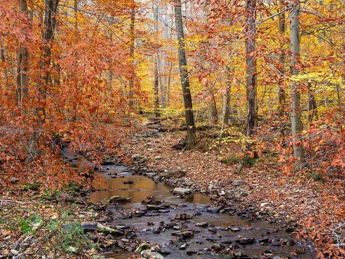 Camper submitted image from Owens Creek Campground — Catoctin Mountain Park - 1