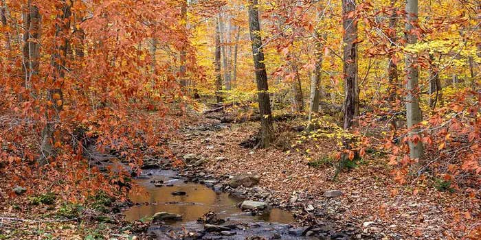 Camper submitted image from Owens Creek Campground — Catoctin Mountain Park
