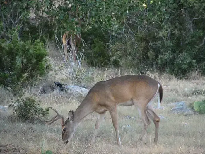 Camper-submitted photo at Potters Creek COE Park near Fischer, TX