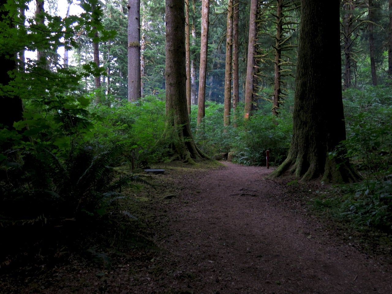 Camper submitted image from Tillamook State Forest Nehalem Falls Campground - 1
