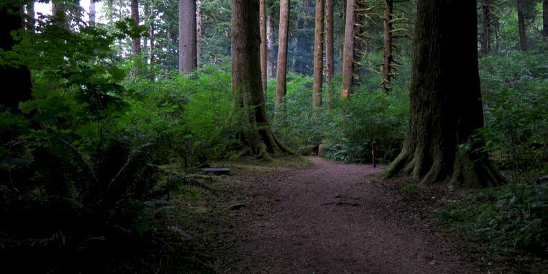 Camper submitted image from Tillamook State Forest Nehalem Falls Campground