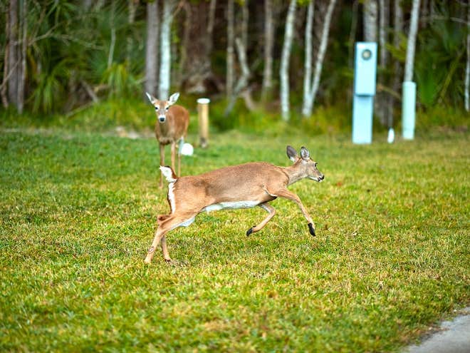 The Dyrt's photo of camping with pets at Encore Tropical Palms near Windermere, FL