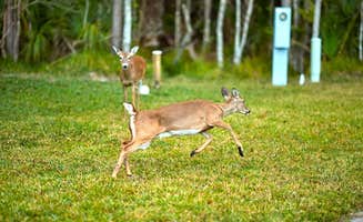 The Dyrt's photo of camping with pets at Encore Tropical Palms near Auburndale, FL