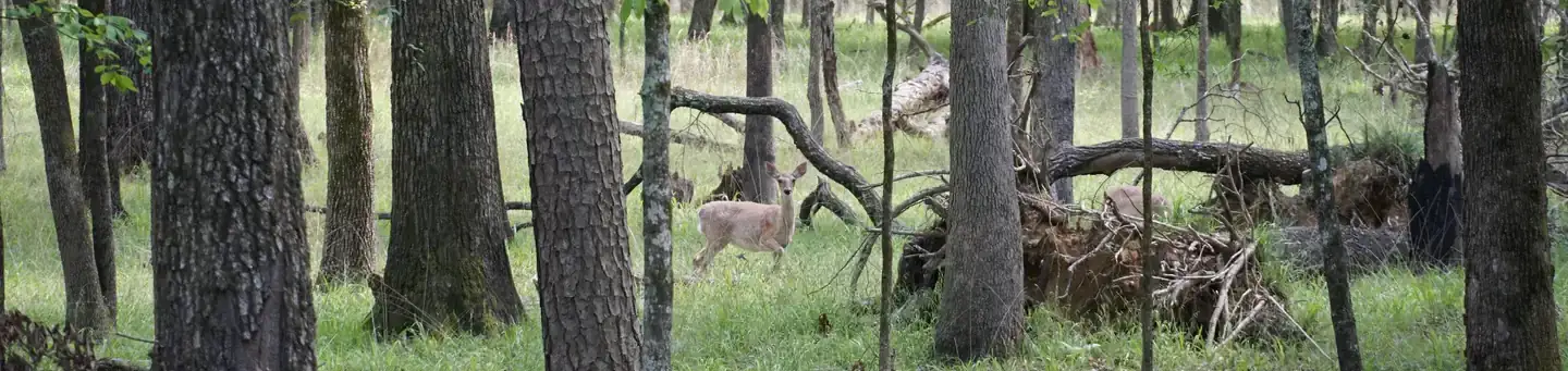 Camper-submitted photo at Tompkins Bend near Oden, AR