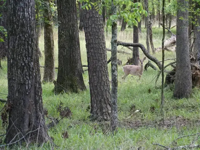 Camper-submitted photo at Tompkins Bend near Oden, AR