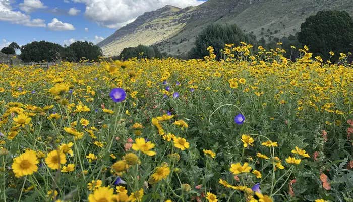 Guadalupe Mountains National Park