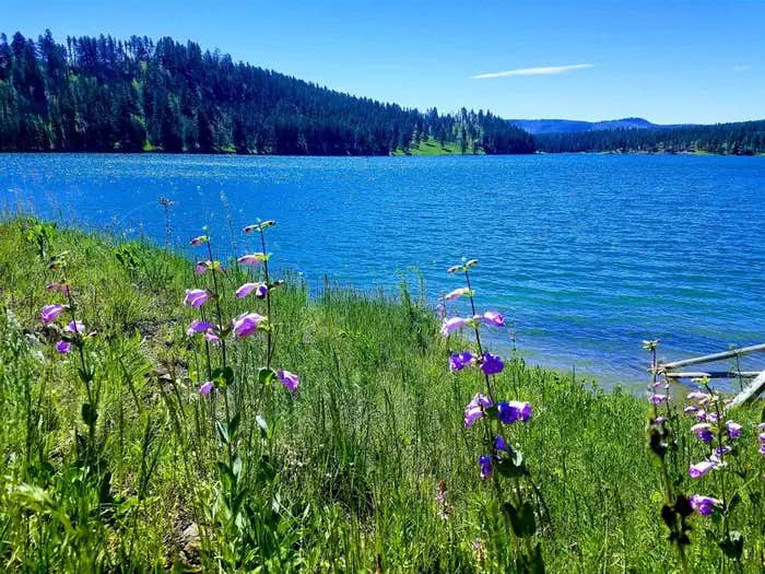 Camper submitted image from Whitetail - 1