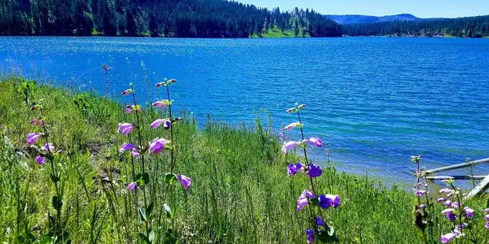 Camper submitted image from Whitetail